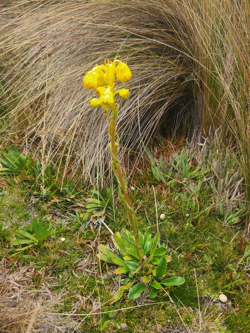 Senecio chionogeton photo 5