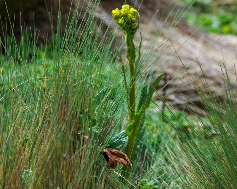 Senecio chionogeton photo 8