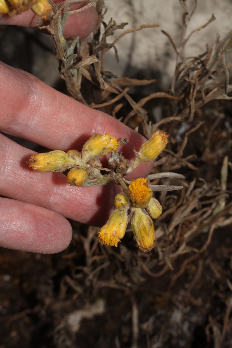 Senecio chiquianensis photo 2