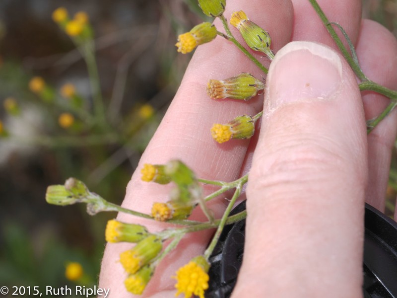 Senecio chiquianensis photo 3
