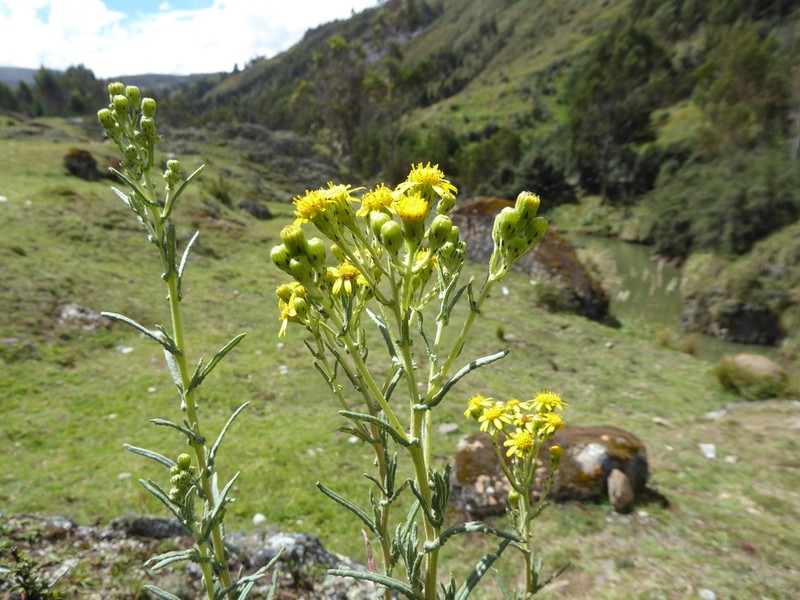 Senecio chiquianensis photo 4