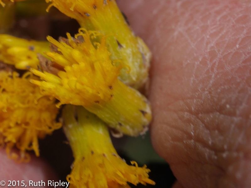 Senecio chiquianensis photo 5