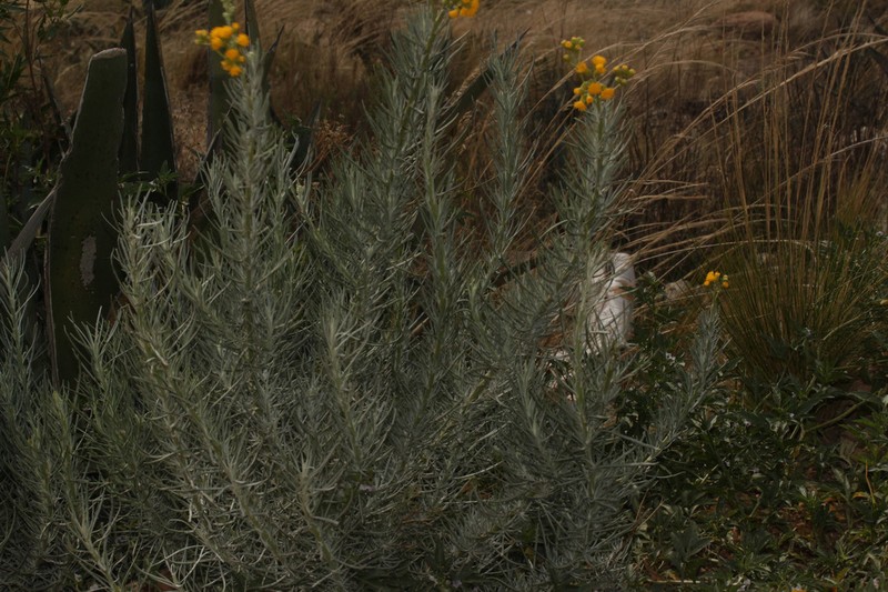 Senecio chiquianensis photo 6