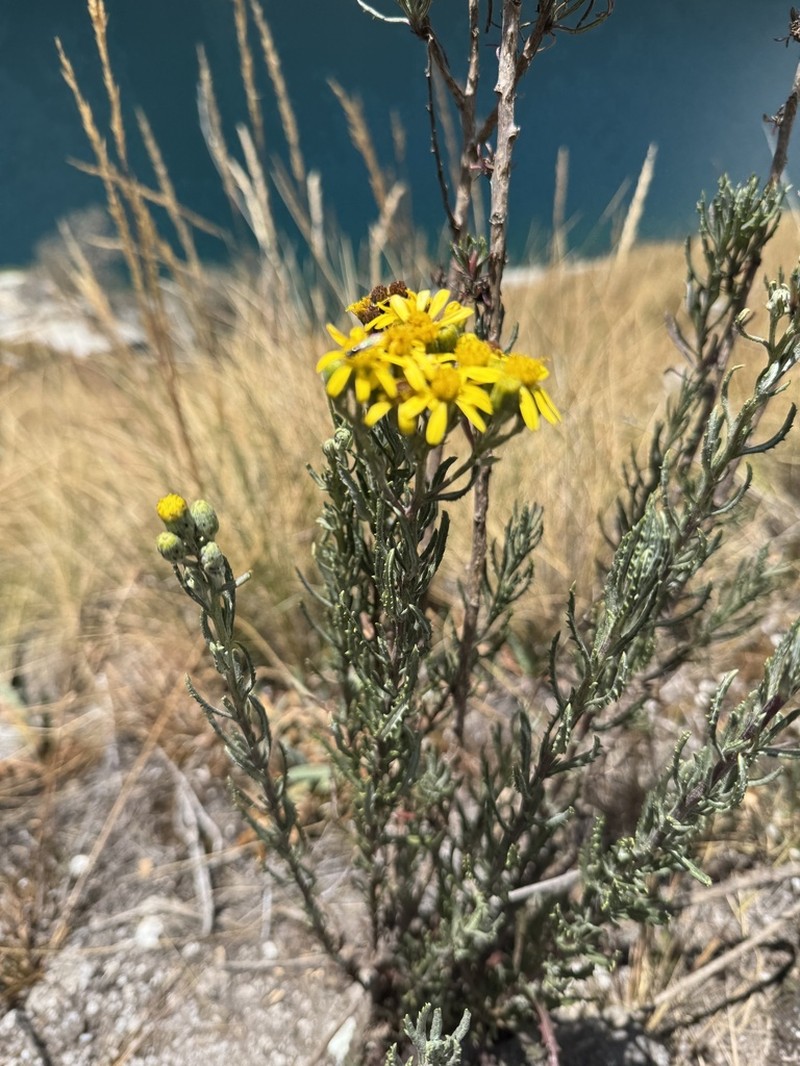 Senecio chiquianensis photo 7