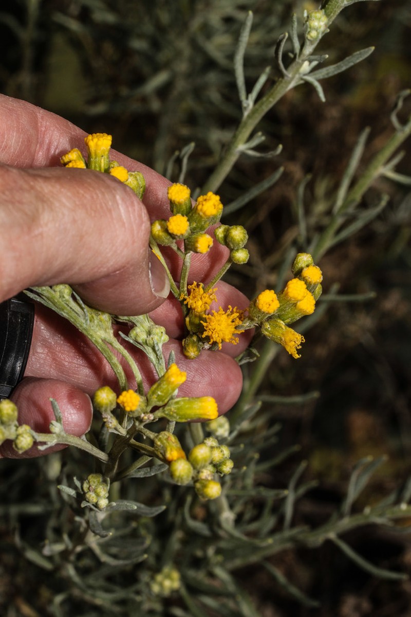 Senecio chiquianensis photo 8