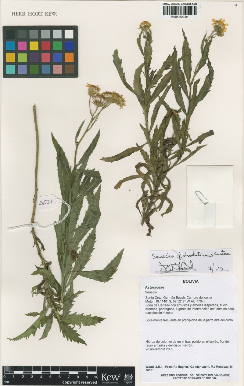 Senecio chodatianus