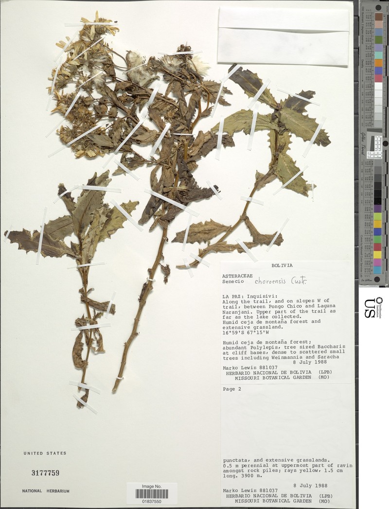 Senecio choroensis