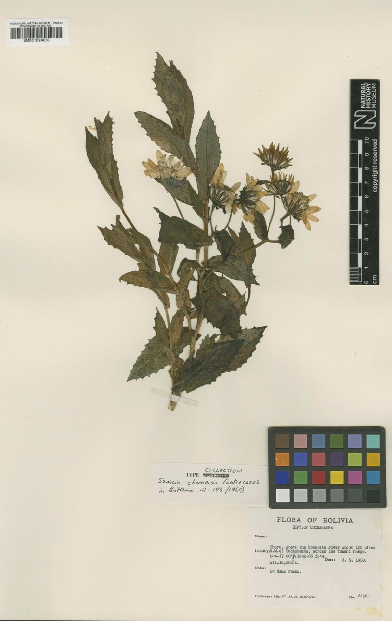 Senecio choroensis photo 2