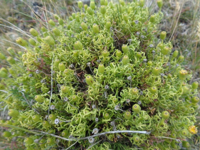 Senecio chrysanthemum