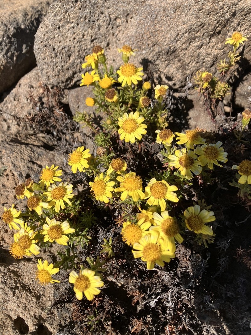 Senecio chrysanthemum photo 2