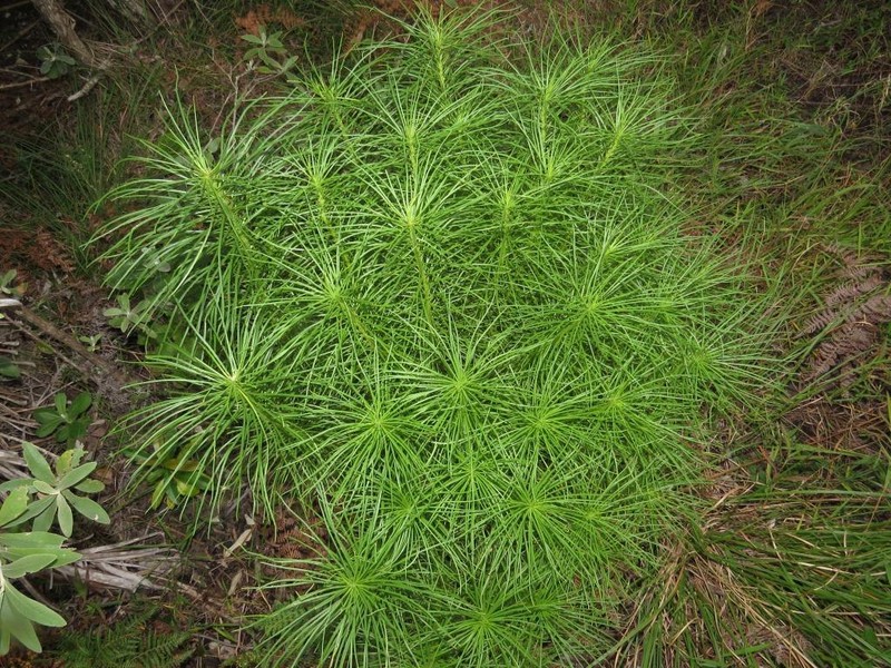 Senecio chrysocoma