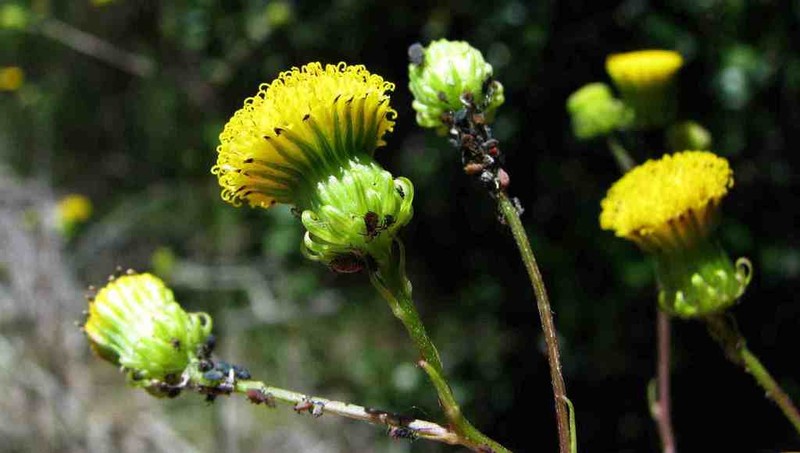 Senecio chrysocoma photo 2