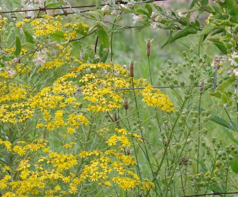 Senecio chrysocoma photo 3