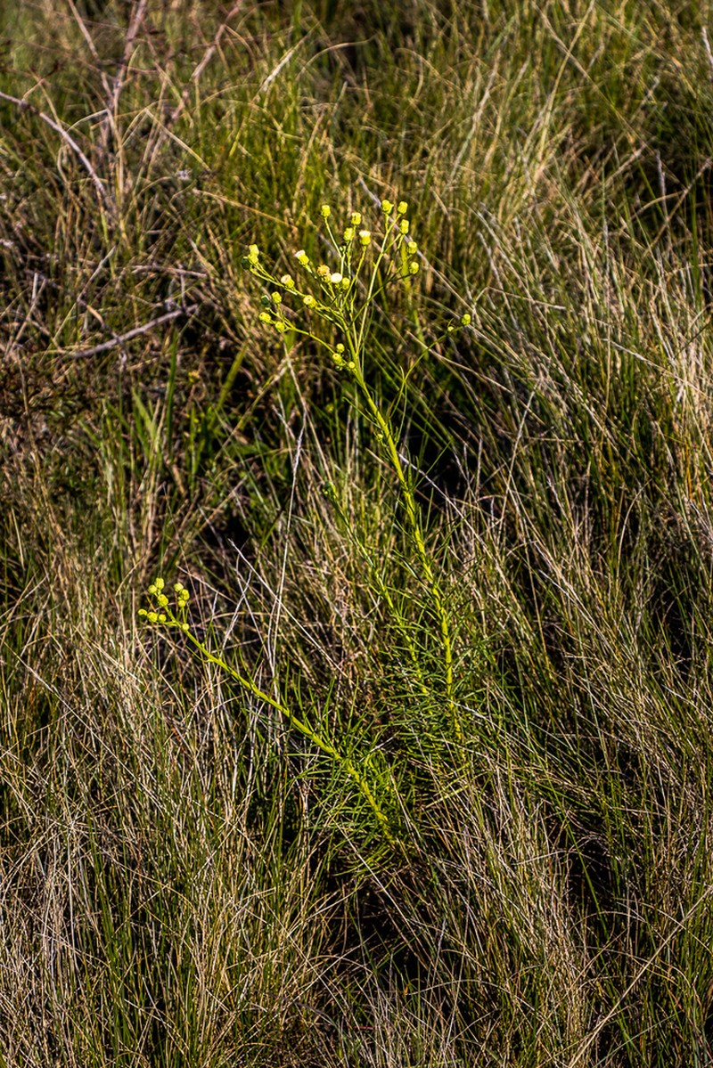Senecio chrysocoma photo 5