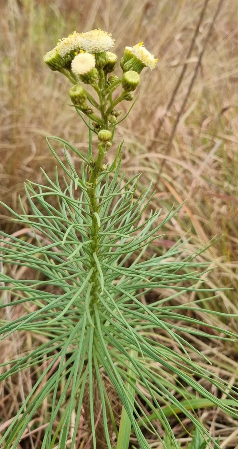 Senecio chrysocoma photo 7