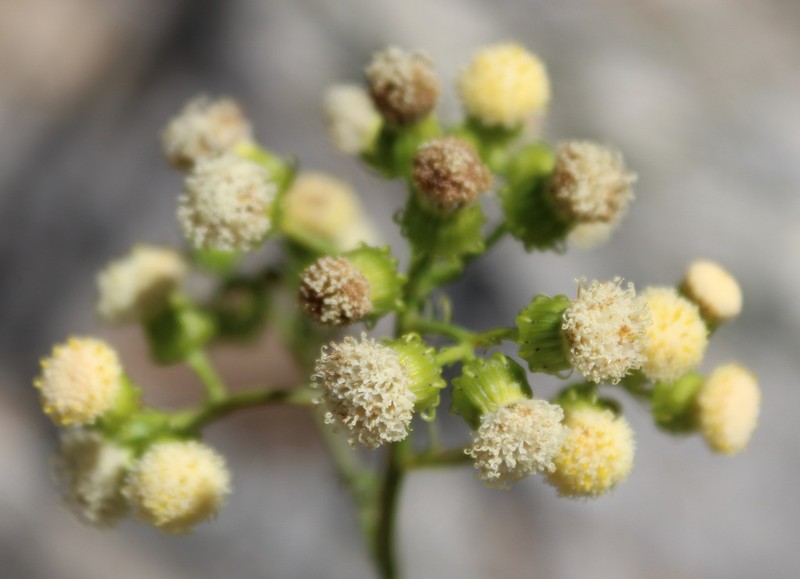 Senecio chrysocoma photo 8