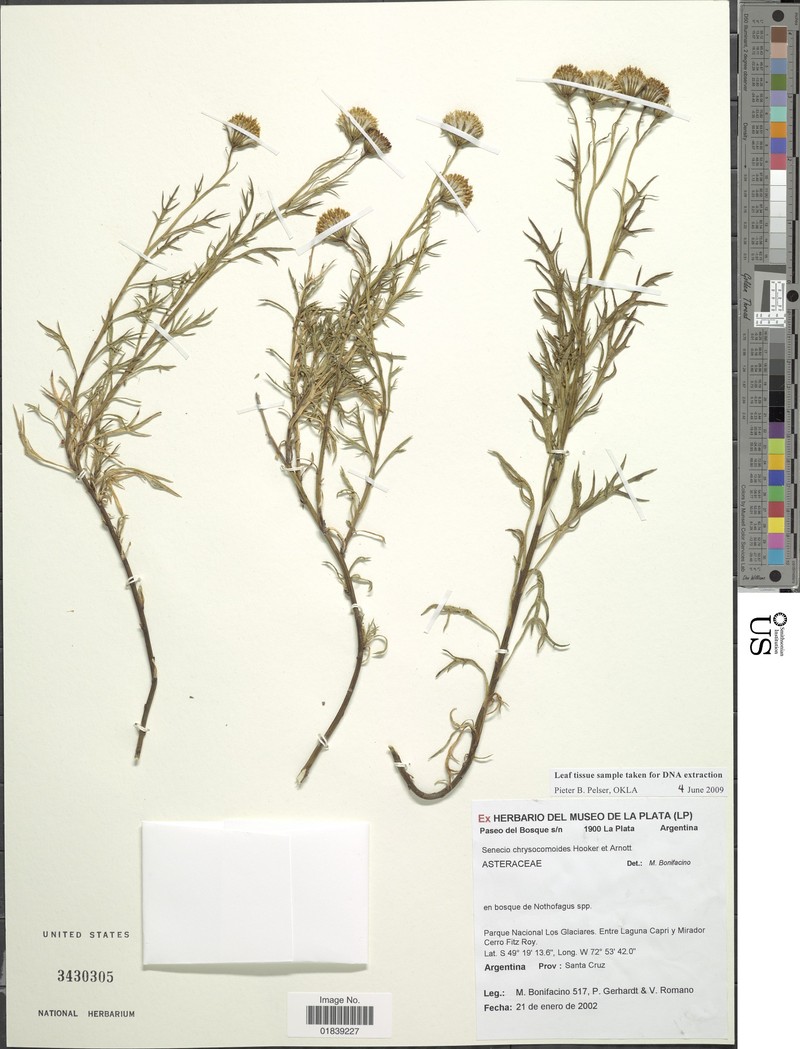 Senecio chrysocomoides