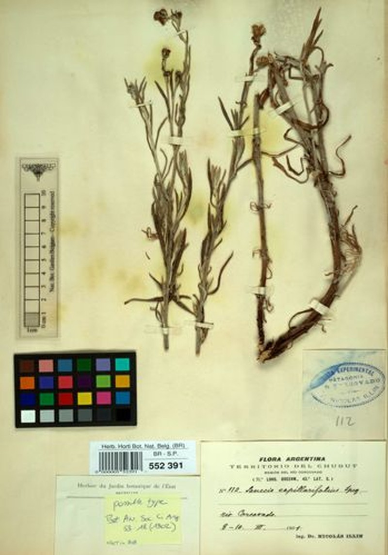 Senecio chrysocomoides photo 3