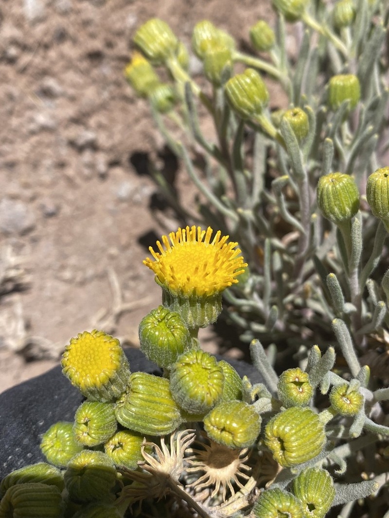 Senecio chrysolepis