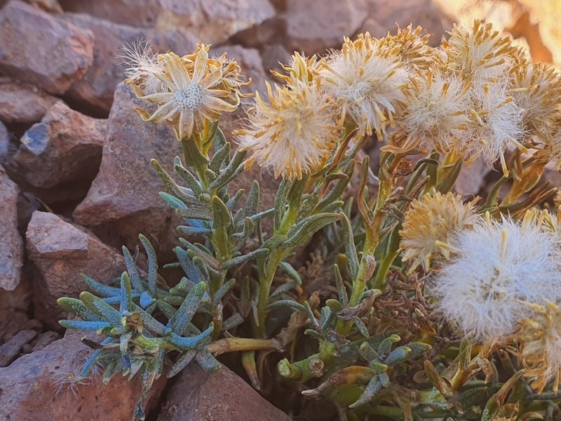 Senecio chrysolepis photo 2