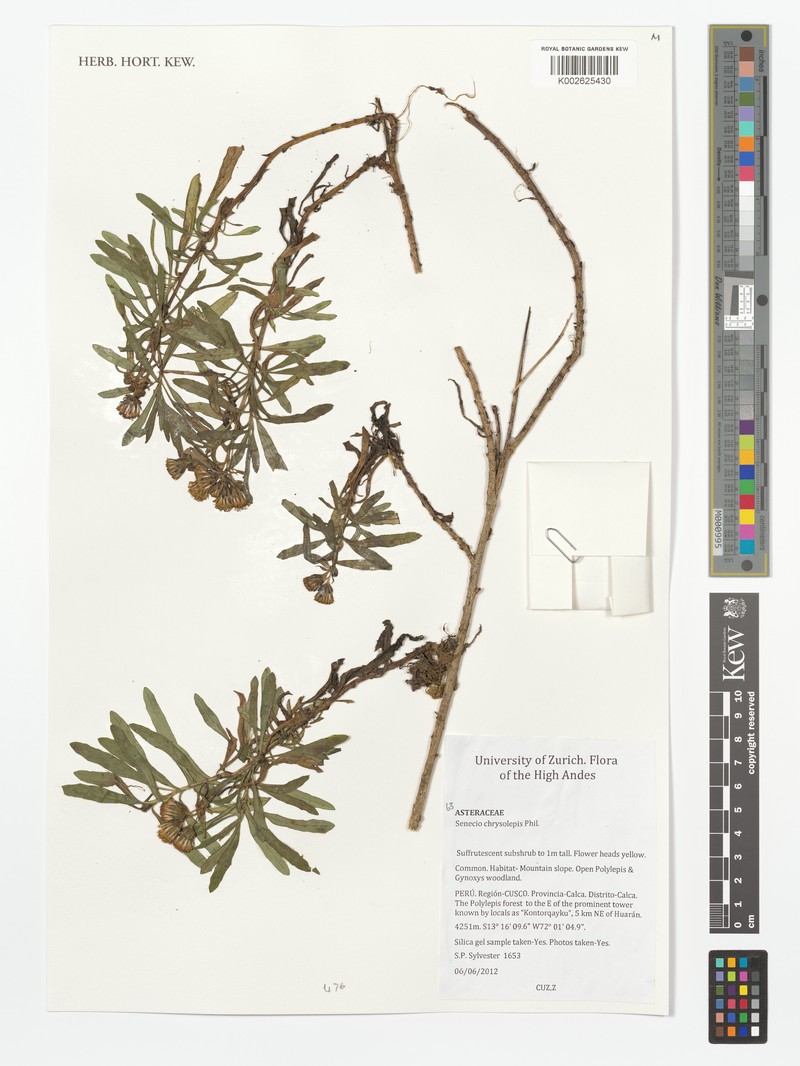 Senecio chrysolepis photo 4