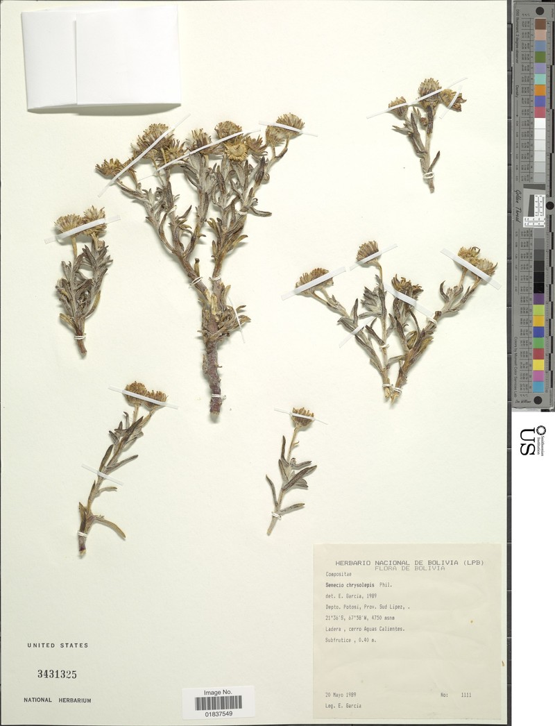 Senecio chrysolepis photo 5
