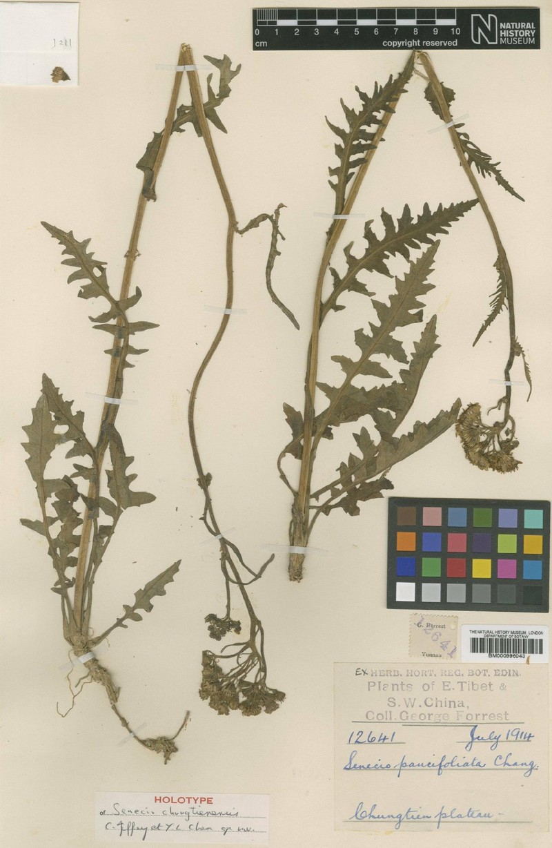 Senecio chungtienensis