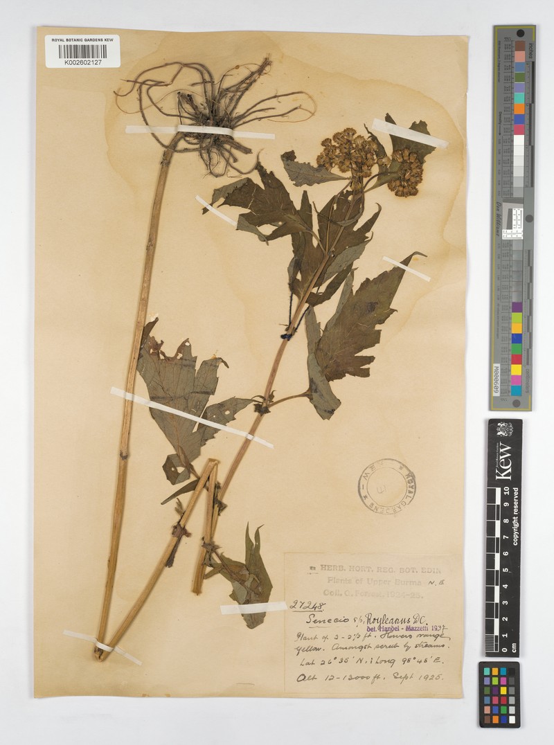 Senecio cinarifolius