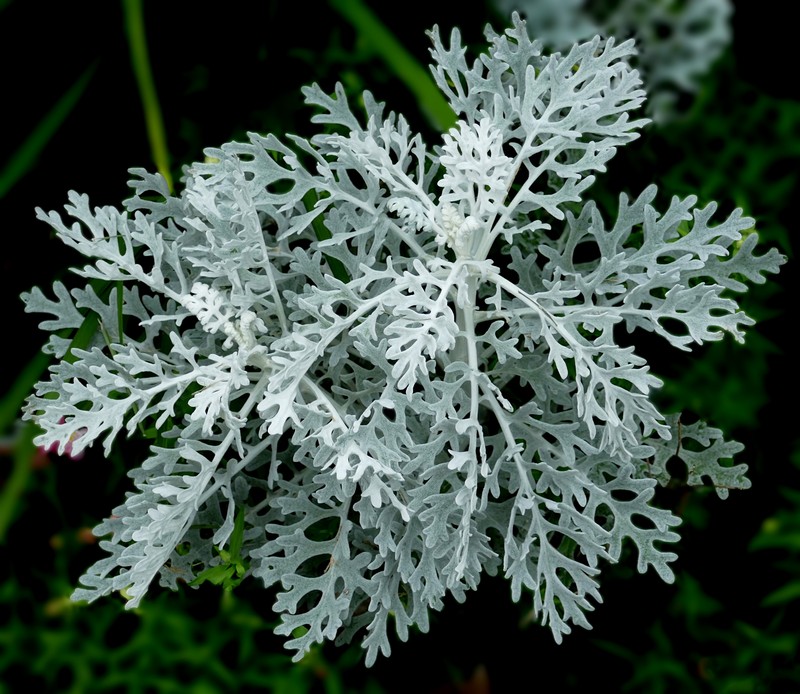Dusty Miller photo 2