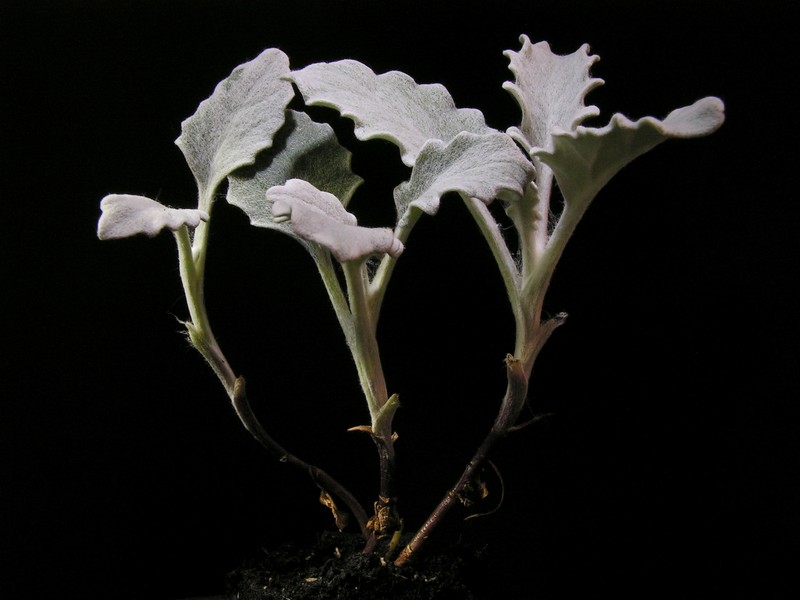 Dusty Miller photo 3