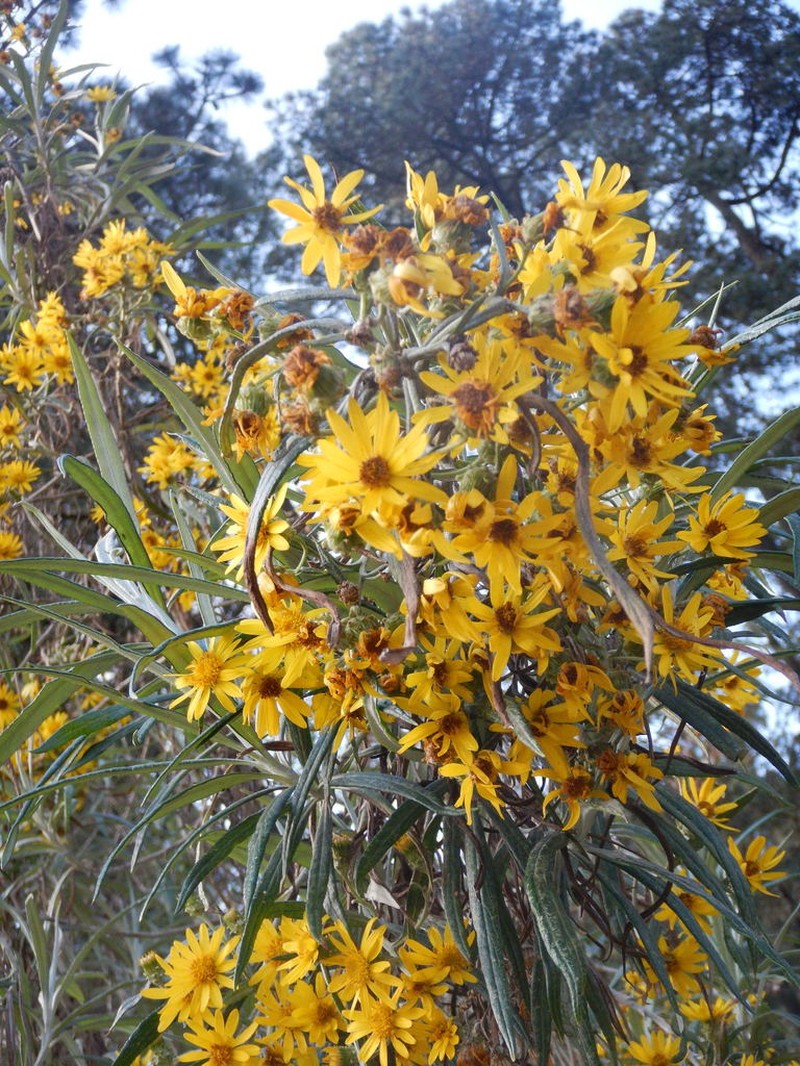 Senecio cinerarioides