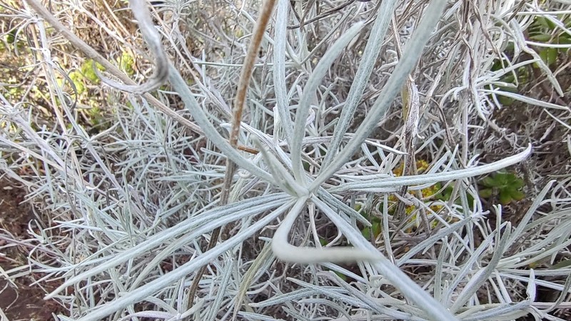 Senecio cinerarioides photo 2