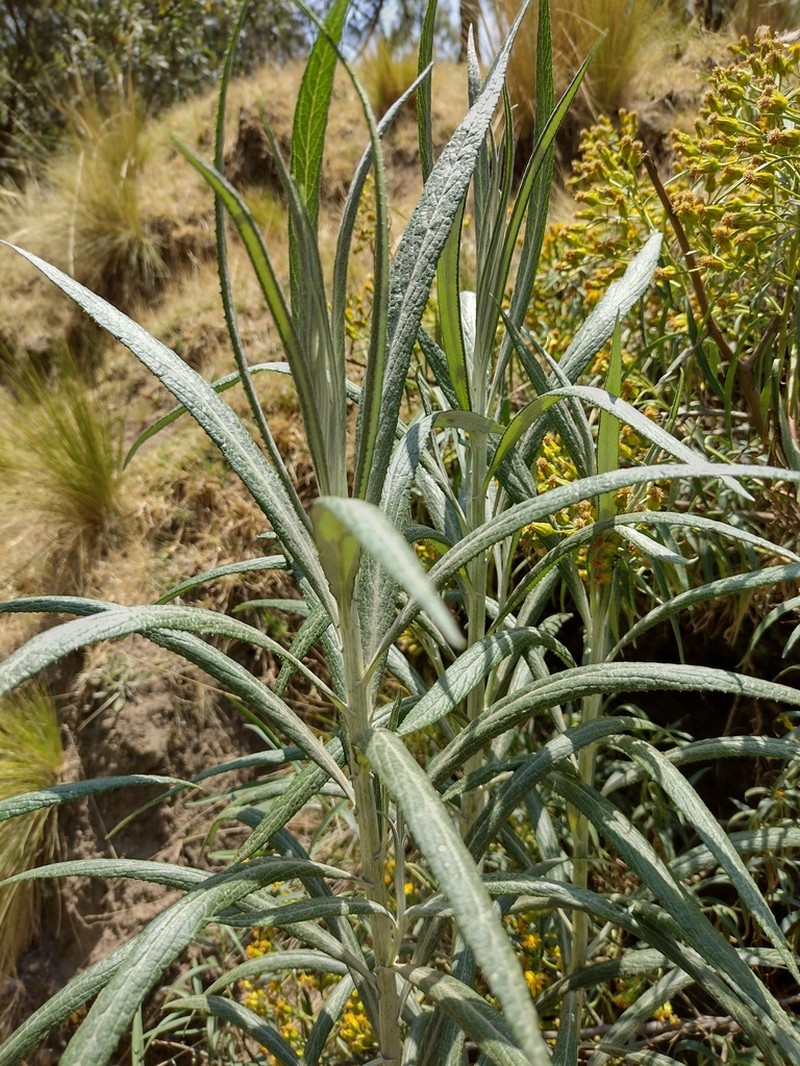Senecio cinerarioides photo 3