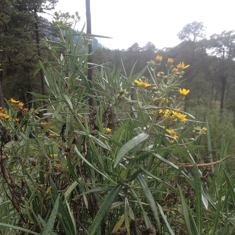 Senecio cinerarioides photo 4