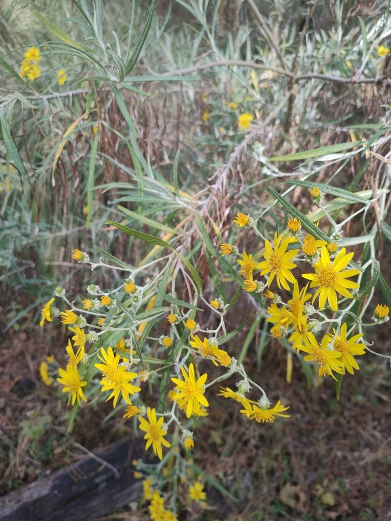 Senecio cinerarioides photo 5