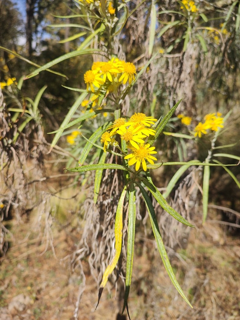 Senecio cinerarioides photo 6