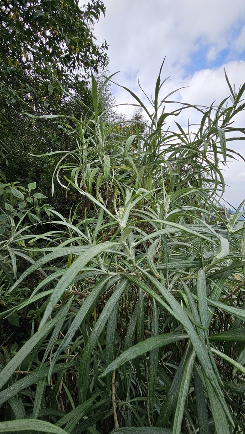 Senecio cinerarioides photo 7