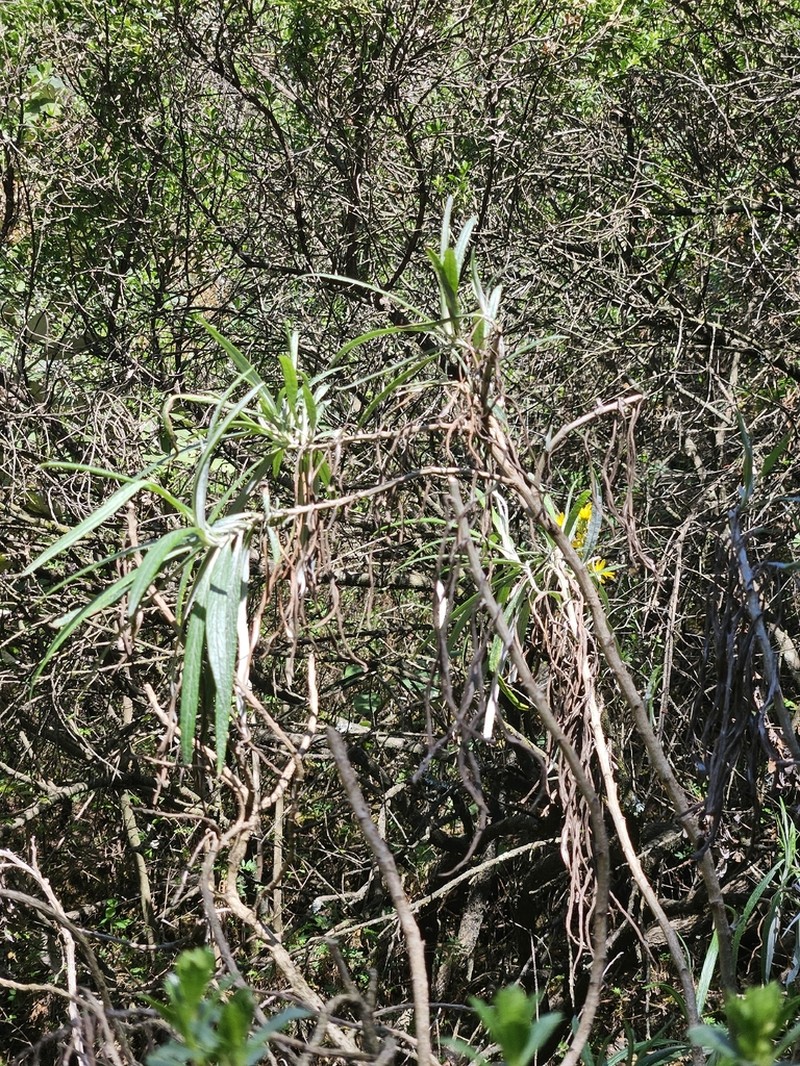 Senecio cinerarioides photo 8
