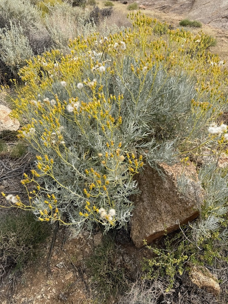 Senecio cinerascens