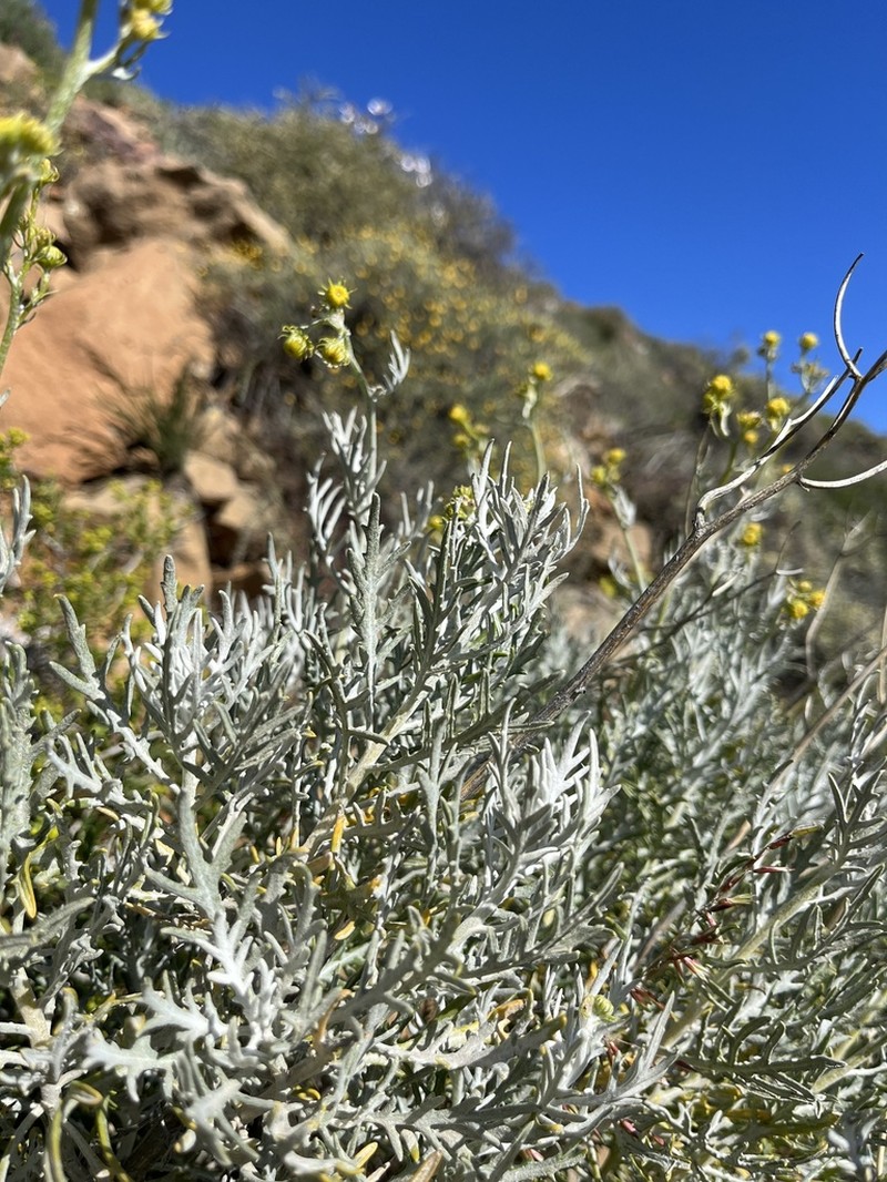 Senecio cinerascens photo 2
