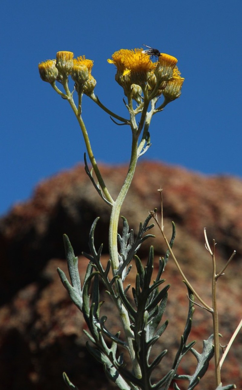 Senecio cinerascens photo 4