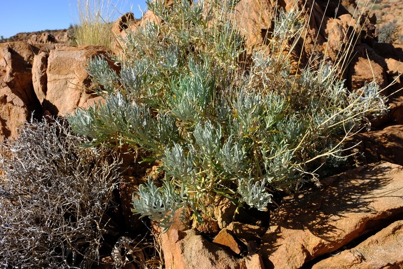 Senecio cinerascens photo 5