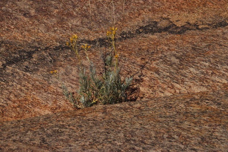 Senecio cinerascens photo 6
