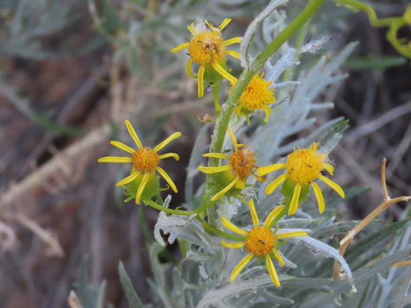 Senecio cinerascens photo 7