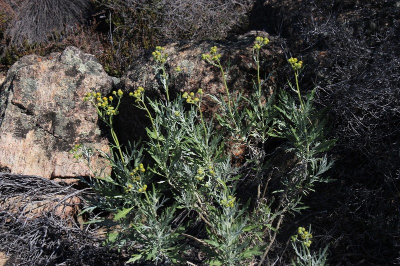 Senecio cinerascens photo 8
