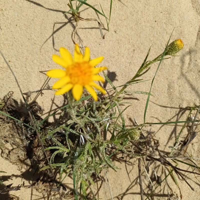 Senecio cisplatinus