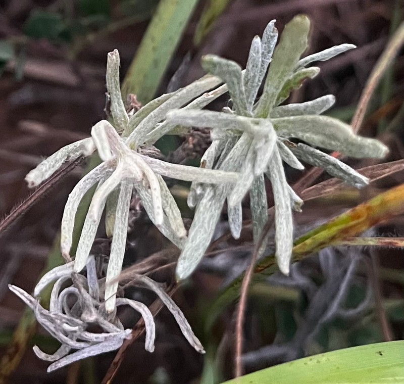 Senecio cisplatinus photo 4