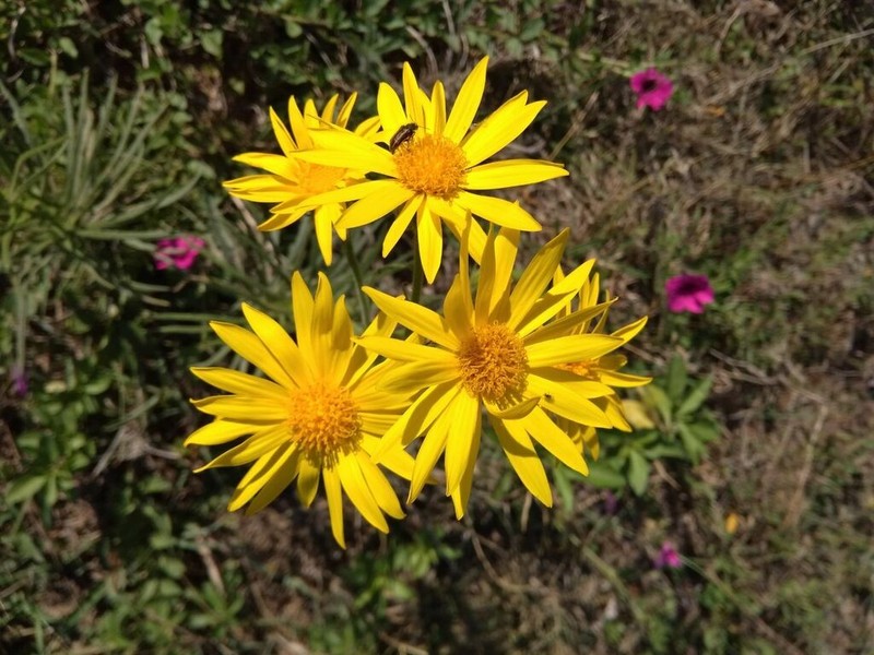 Senecio cisplatinus photo 5