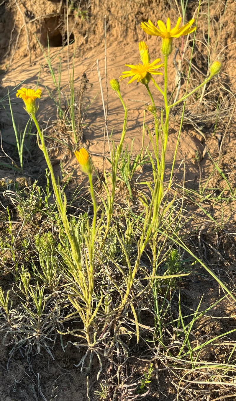 Senecio cisplatinus photo 6