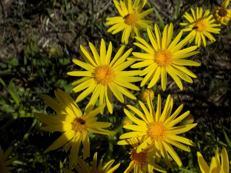 Senecio cisplatinus photo 8